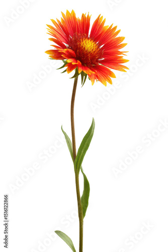 Vibrant Orange Gaillardia Flower on White Background Stock Photo