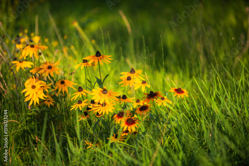 Summer blooming heavenly chrysanthemum, close-up of nature, plants, and flowers