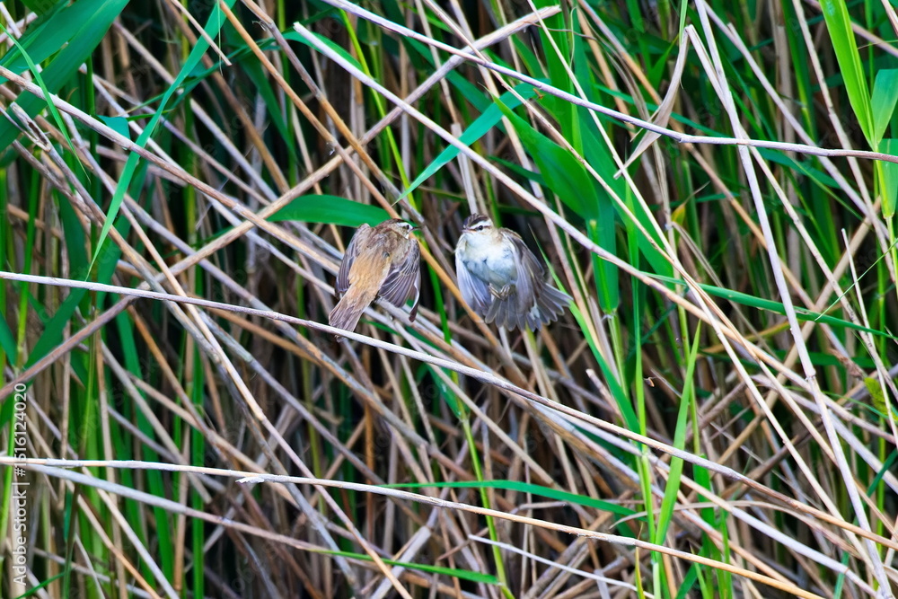 Obraz premium Revierkampf bei den Schilfrohrsänger ( Acrocephalus schoenobaenus ) während der Balz an der Ostsee 