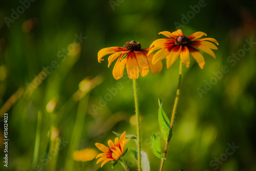 Summer blooming heavenly chrysanthemum, close-up of nature, plants, and flowers