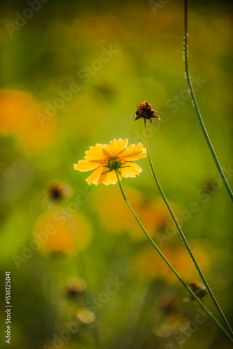 Summer blooming heavenly chrysanthemum, close-up of nature, plants, and flowers