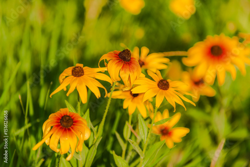 Summer blooming heavenly chrysanthemum, close-up of nature, plants, and flowers