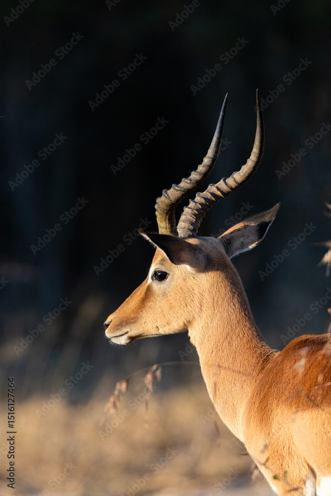 Fototapeta premium A portrait of an impala ram