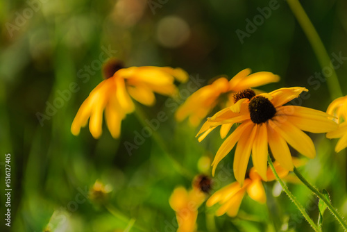 Summer blooming heavenly chrysanthemum, close-up of nature, plants, and flowers