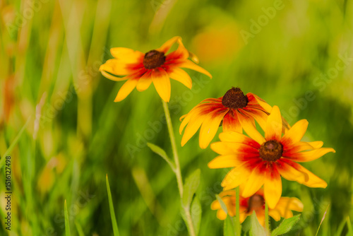 Summer blooming heavenly chrysanthemum, close-up of nature, plants, and flowers
