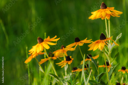Summer blooming heavenly chrysanthemum, close-up of nature, plants, and flowers
