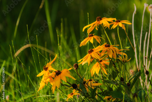 Summer blooming heavenly chrysanthemum, close-up of nature, plants, and flowers