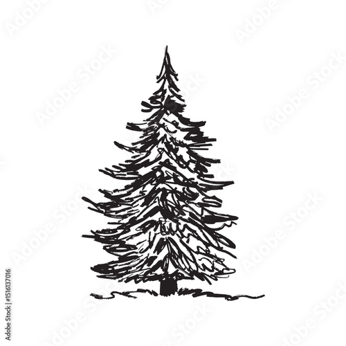 A single evergreen tree, pine or spruce in black brush stroke texture isolated on white. Hand drawn vector sketch illustration in vintage charcoal ink. Landscape element, summer concept.