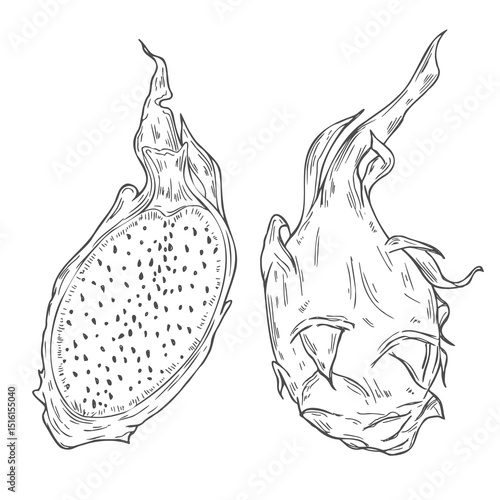 Vector illustration of pitahaya fruit. Dragon fruit, exotic fruit, tropical fruit. Hand drawn vector graphics, linear black and white drawing, isolated element.