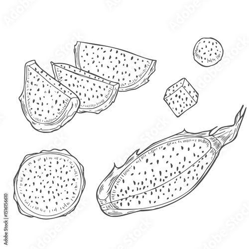 Tropical whole, half and slices pitahaya cactus hand drawn vector illustration painted by black inks. Aromatic dragon fruit etching drawing set for tropical decor, package design, coloring book.