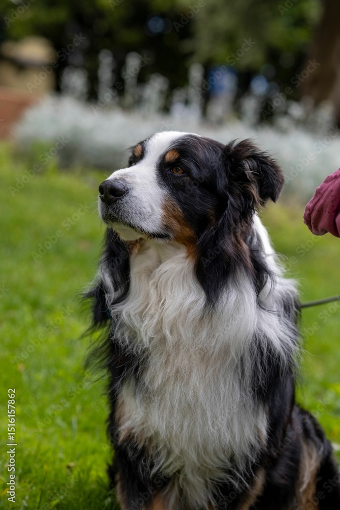 Calm mountain dog on grass Calm mountain dog on grass
