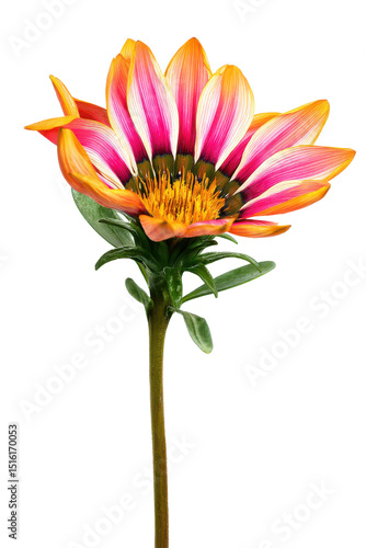 Vibrant Gazania Flower Close-Up Photography of a Pink and Orange Bloom