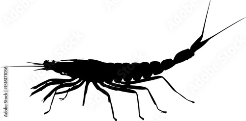 shrimp on a white background