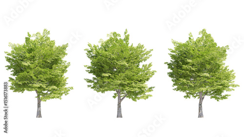 american hornbeam tree isolated on transparant background. 3d rendering