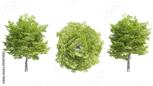 american hornbeam tree isolated on transparant background. 3d rendering