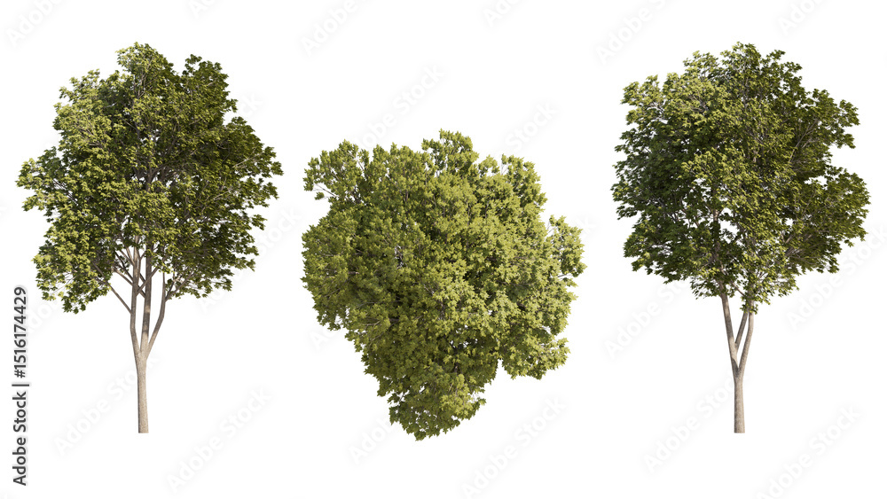 Fototapeta premium austrian oak isolated on transparant background. 3d rendering