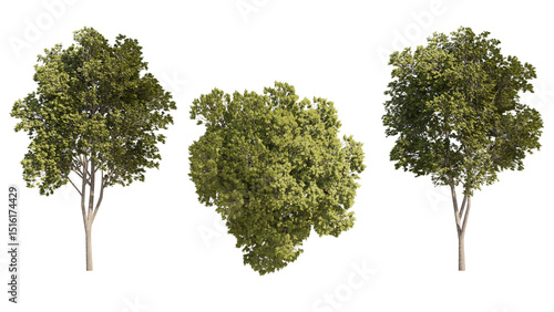 austrian oak isolated on transparant background. 3d rendering