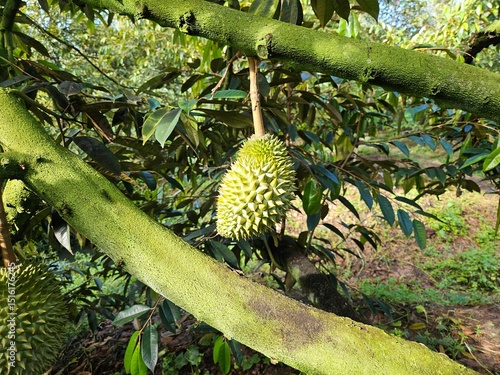 Fresh durian fruit hangs from a tree in the Mekong Delta, Vietnam. Durians are the king of fruits.