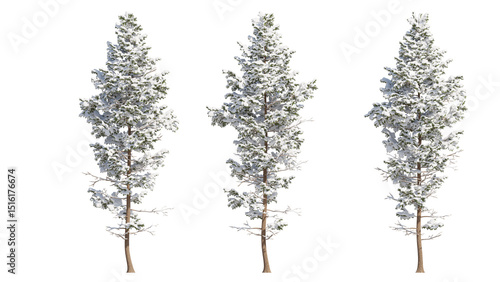  pine tree snow isolated on transparant background. 3d rendering