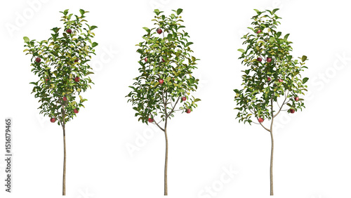 apple tree isolated on transparant background. 3d rendering