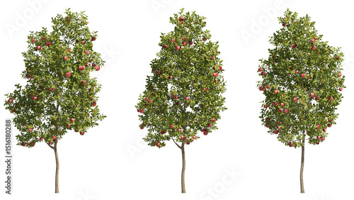 apple tree isolated on transparant background. 3d rendering