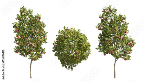apple tree isolated on transparant background. 3d rendering