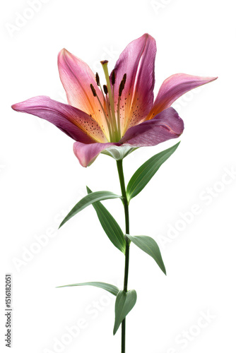 Elegant Pink Lily Floral Beauty on a Stem, Capturing Botanical Art in Nature, Creating a serene floral image.