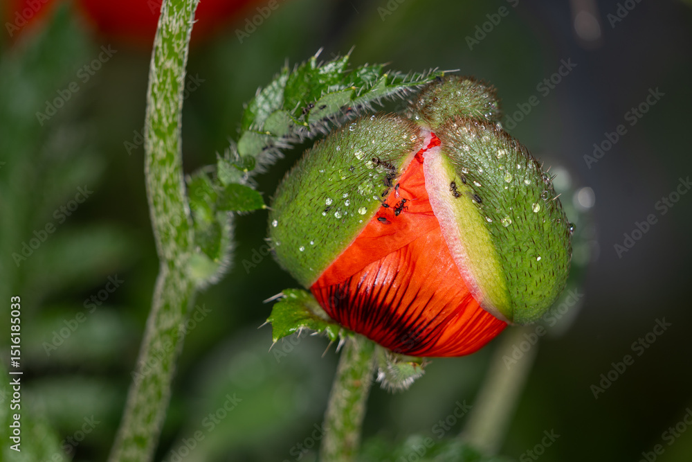 Obraz premium red poppy flower