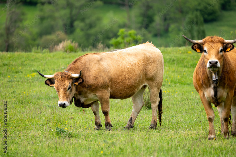 cows in a meadow cows in a meadow