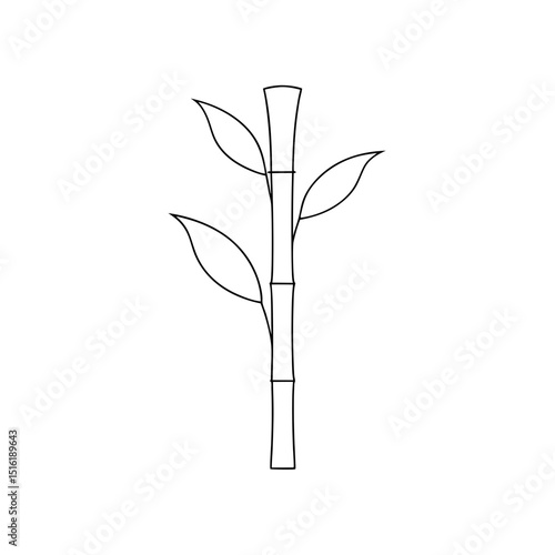 Stalks Of Lucky Bamboo A Popular Indoor Plant For Feng Shui On White