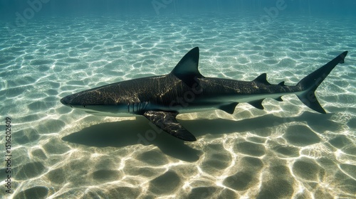 Overhead view of shark shadow moving across the sandy seabed in clear aqua water