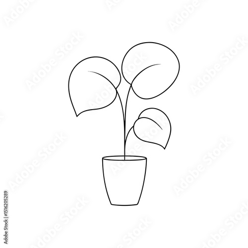 A Pilea Peperomioides Plant Also Known As Chinese Money Plant On White