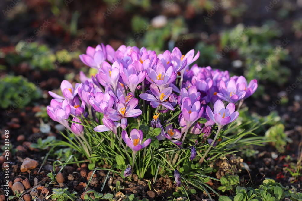 Obraz premium crocuses lilac wildlife flowers