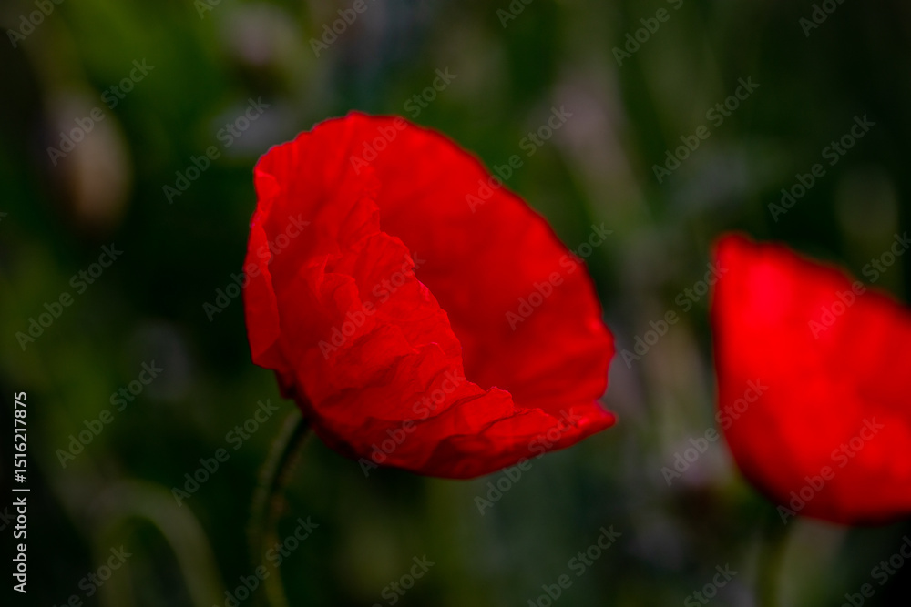 Red poppy flower in a field on a sunny day. Soft focus. Red poppy flower in a field on a sunny day. Soft focus.