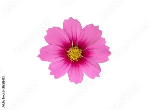 Isolated pink cosmos flower head with transparent background.