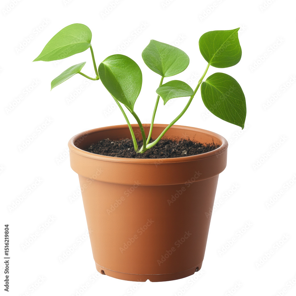 Isolated Small Potted Plant with Round Leaves Isolated Small Potted Plant with Round Leaves