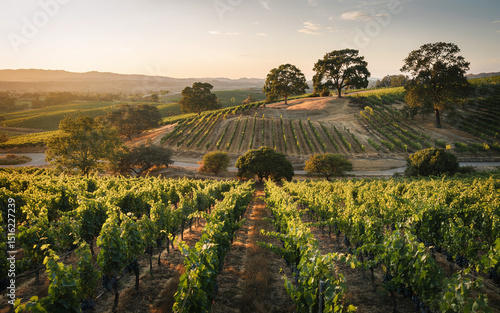 Golden Hour in California Vineyards Rolling Hills and Lush Vines landscape