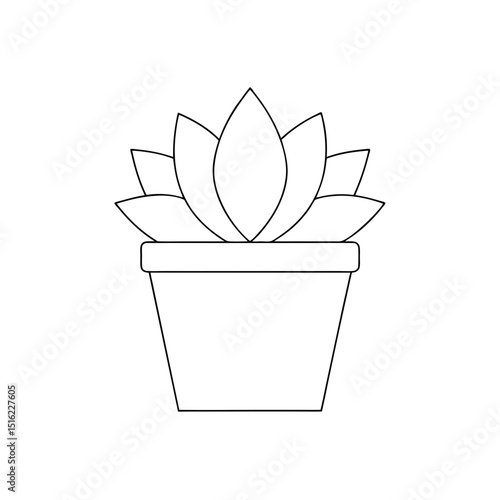 Green Echeveria Succulent on White Background Plant