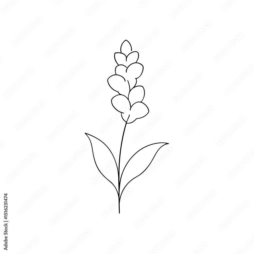 Yellow Toadflax Flower on White Background Wildflower Illustration Yellow Toadflax Flower on White Background Wildflower Illustration