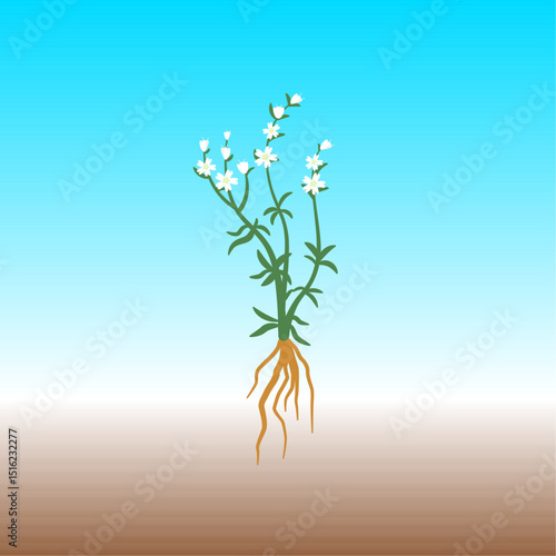 Silene Stenophylla – Ancient Flower Regrown from Permafrost