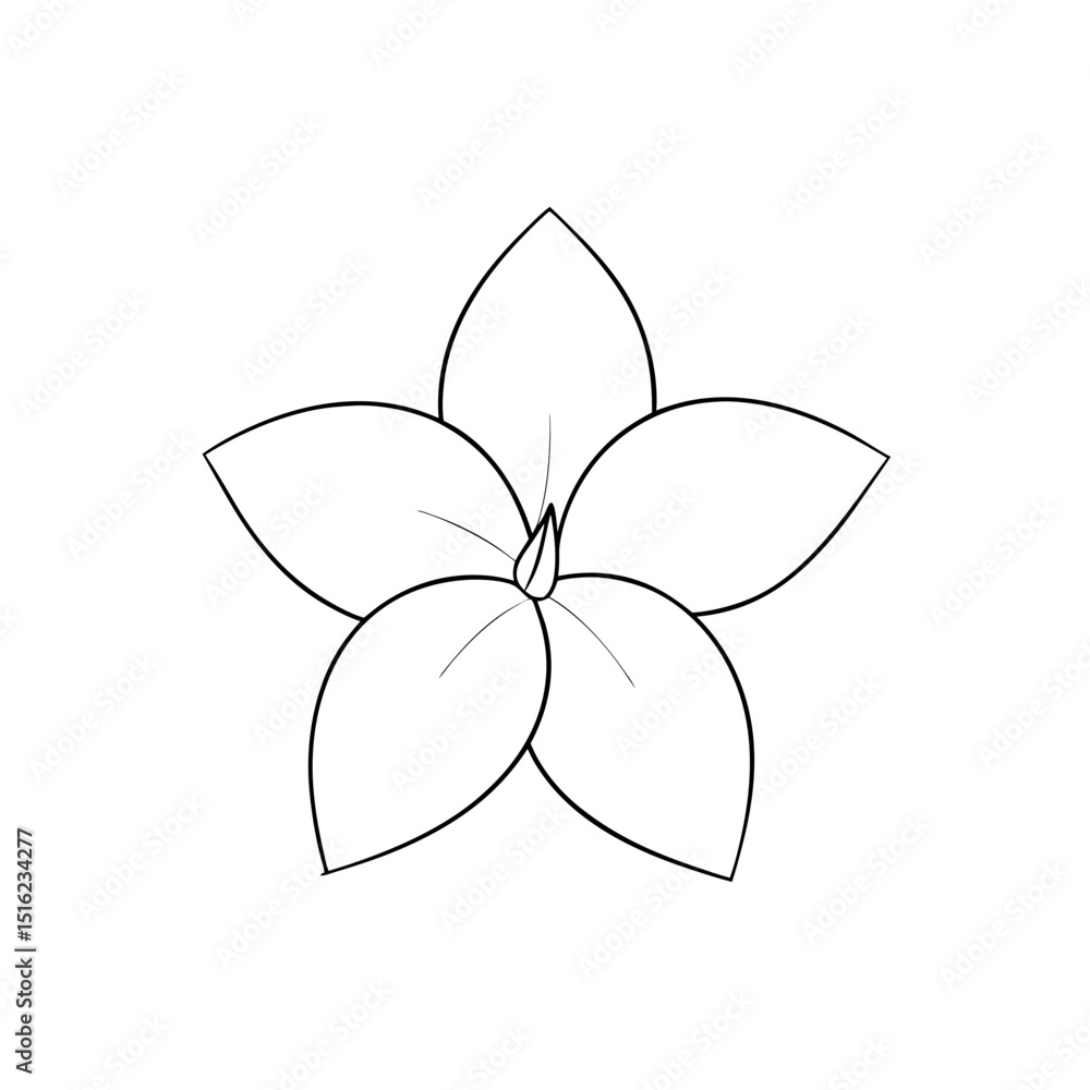 White Trillium Flower on White Background Delicate Wildflower White Trillium Flower on White Background Delicate Wildflower
