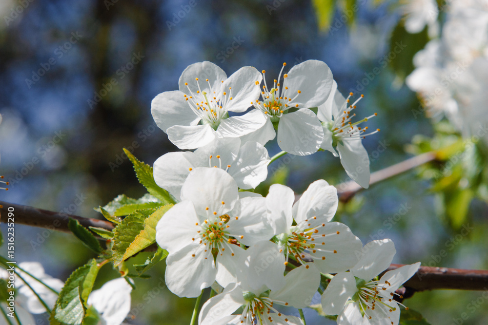 Pear flower. Close-up of white pear blossom cluster with fresh green buds on blurred spring branch for nature branding, floral print, botanical web design, or seasonal greeting card graphic Pear flower. Close-up of white pear blossom cluster with fresh green buds on blurred spring branch for nature branding, floral print, botanical web design, or seasonal greeting card graphic