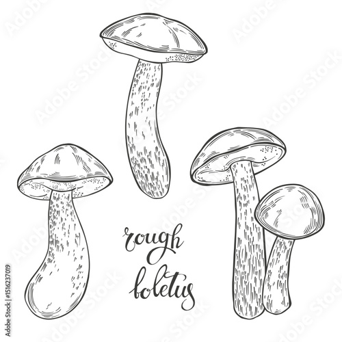 Mushrooms, rough boletus. Hand drawn isolated vector illustrations. Line art. For packaging design, advertising, menus, magazines, recipes.