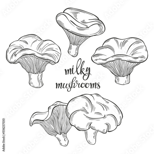 Milk mushroom. Hand drawn isolated vector illustrations. Line art. For packaging design, advertising, menus, magazines, recipes.
