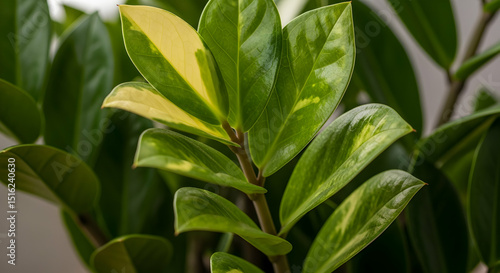 Wallpaper Mural Striking Variegated Zamioculcas Zamiifolia Displays Nature's Exquisite Two Tone Beauty Torontodigital.ca