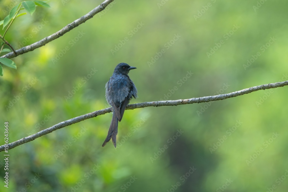 Obraz premium Black drongo on a branch