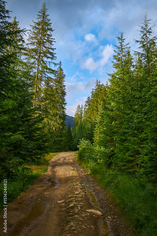 Obraz premium Forest Road Through Spruce Trees