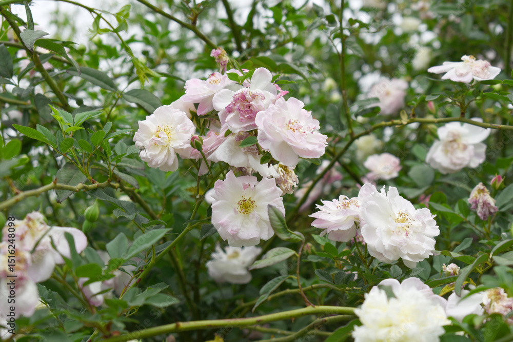 Rosa great maiden's blush pink white flower, Spring Flowering Soft pink white Flower Heads on an Old English Rose (Rosa 'Great Maiden's Blush) with leaves, Pink double Alba rose Maiden's Blush flowers Rosa great maiden's blush pink white flower, Spring Flowering Soft pink white Flower Heads on an Old English Rose (Rosa 'Great Maiden's Blush) with leaves, Pink double Alba rose Maiden's Blush flowers