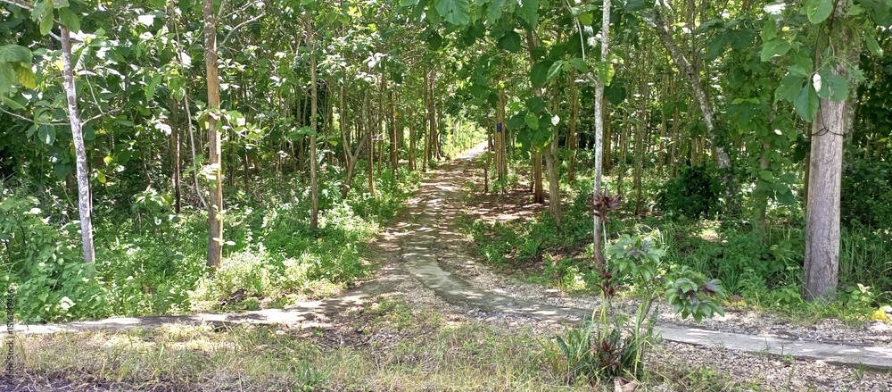 Fototapeta premium Path Through Lush Green Teak Tree Forest