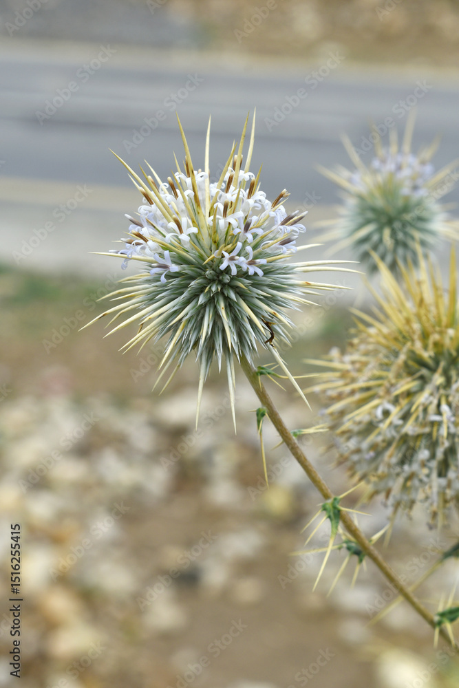Fototapeta premium Echinops sphaerocephalus, Echinops sphaerocephalus known as Great Globe Thistle or Pale Globe Thistle, A summer plant in the wild in a meadow, Wild flower with thorns and spines bloomed